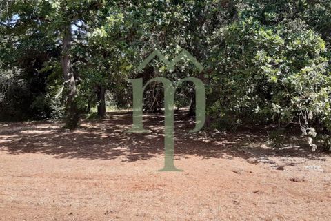 Helårsgrund i Ostuni, Brindisi, Ostuni - € 410.000 | Ref: Terreno Rella14 - foto 7